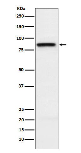 SLAMF1 (5K10) Rabbit Monoclonal Antibody