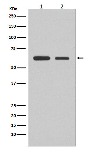 Smad2 (19V12) Rabbit Monoclonal Antibody
