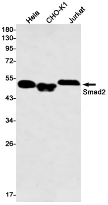 Smad2 (3F7) Rabbit Monoclonal Antibody