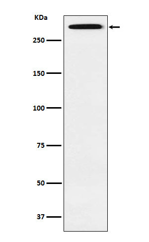 Smg1 (6X2) Rabbit Monoclonal Antibody