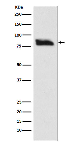 SMURF 2 (6J9) Rabbit Monoclonal Antibody