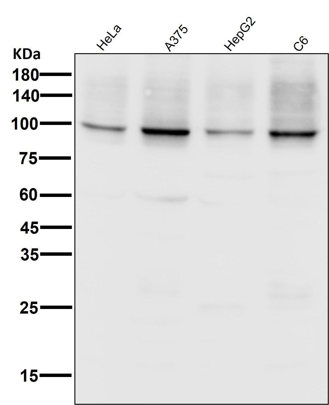 Sodium Potassium ATPase  (14S2) Rabbit Monoclonal Antibody