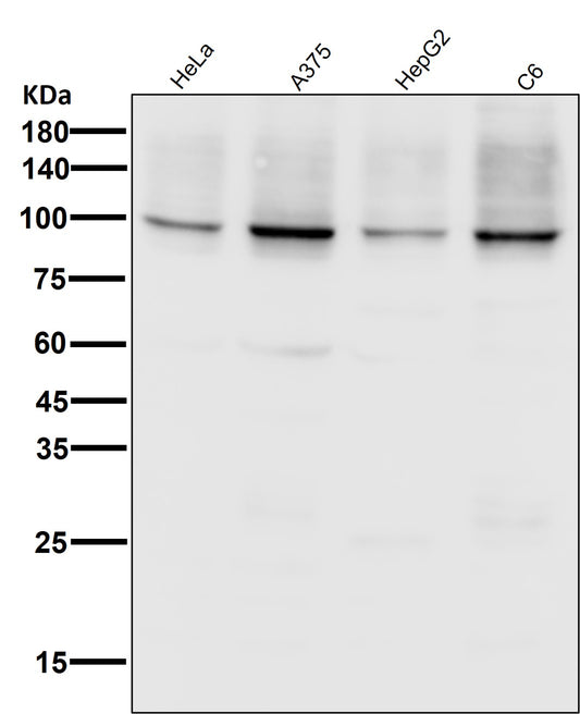 Sodium Potassium ATPase  (14S2) Rabbit Monoclonal Antibody