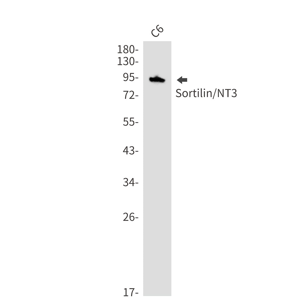 Sortilin (1A13) Rabbit Monoclonal Antibody