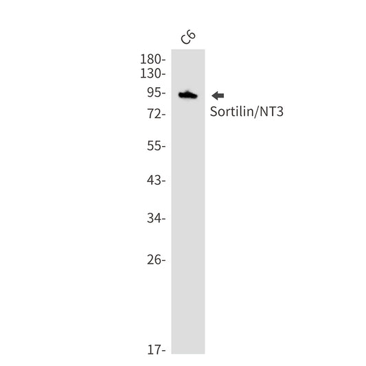 Sortilin (1A13) Rabbit Monoclonal Antibody