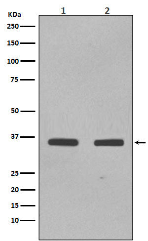 SOX2 (6X19) Rabbit Monoclonal Antibody