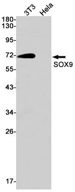 SOX9 (17B14) Rabbit Monoclonal Antibody