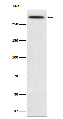 SPTA1 (10A17) Rabbit Monoclonal Antibody