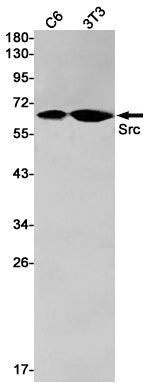 Src (3W13) Rabbit Monoclonal Antibody