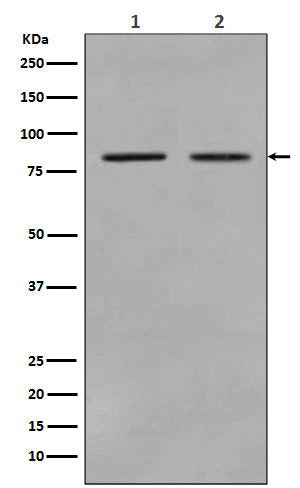 STAT3 (11W6) Rabbit Monoclonal Antibody