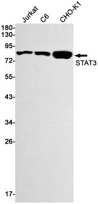 STAT3 (14I13) Rabbit Monoclonal Antibody