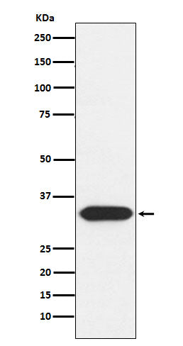 Syntaxin 3 (18G14) Rabbit Monoclonal Antibody