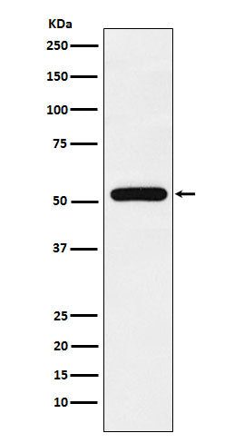 TAB1 (1R7) Rabbit Monoclonal Antibody