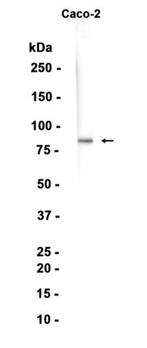 TAB3 (10D17) Rabbit Monoclonal Antibody