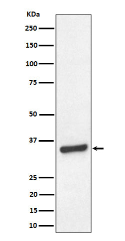 TCEA1 (16H17) Rabbit Monoclonal Antibody