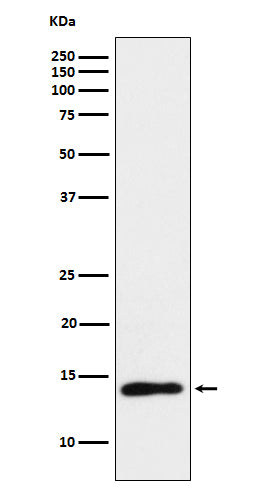 TCL1 (7S1) Rabbit Monoclonal Antibody