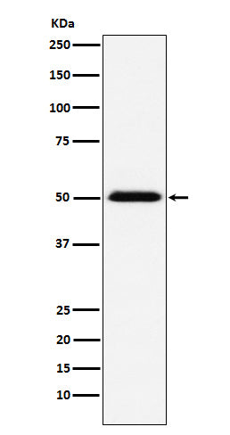 TCP1 beta (4A10) Rabbit Monoclonal Antibody