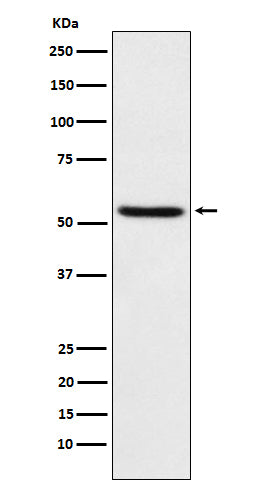 TEAD1 (8A7) Rabbit Monoclonal Antibody