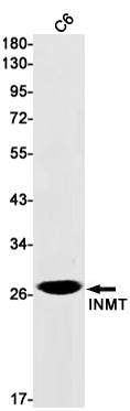 TEMT (13X15) Rabbit Monoclonal Antibody