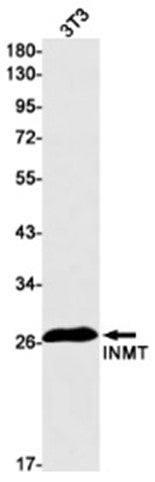 TEMT (3C18) Rabbit Monoclonal Antibody