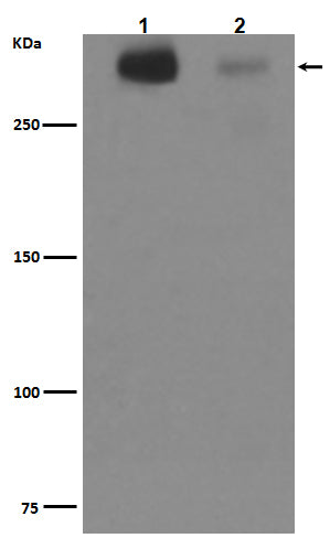 Tenascin C (7E16) Rabbit Monoclonal Antibody