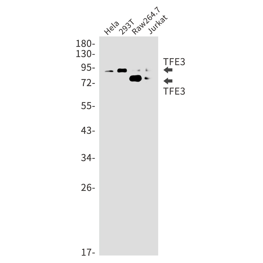 TFE3 (8N1) Rabbit Monoclonal Antibody