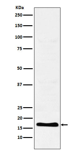 TFF2 (15V8) Rabbit Monoclonal Antibody