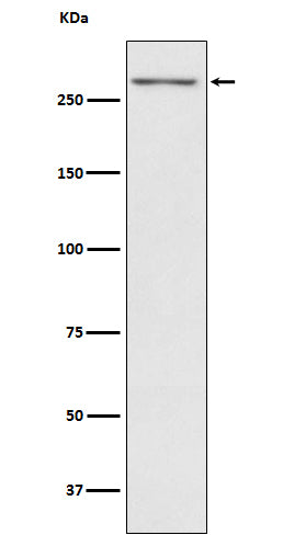 Thyroglobulin (18M5) Rabbit Monoclonal Antibody