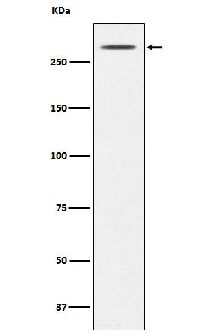 Thyroglobulin (4G11) Rabbit Monoclonal Antibody