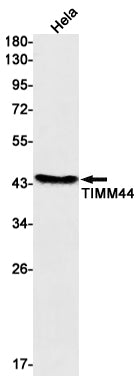 TIM44 (17F11) Rabbit Monoclonal Antibody