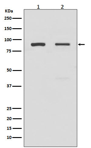 TLR2 (15K3) Rabbit Monoclonal Antibody