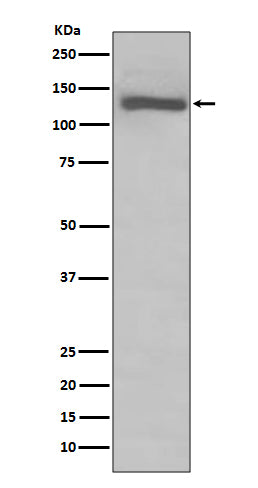 TLR7 (10A7) Rabbit Monoclonal Antibody