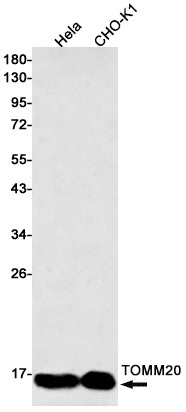 TOMM20 (10E19) Rabbit Monoclonal Antibody