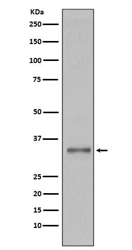Torsin A (2F5) Rabbit Monoclonal Antibody