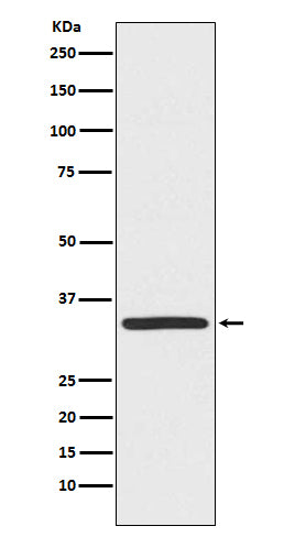 TRADD  (1A3) Rabbit Monoclonal Antibody