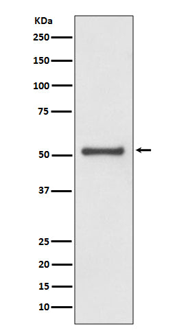 TRAF2 (11L12) Rabbit Monoclonal Antibody