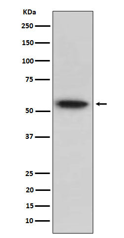 TRAF2 (15T4) Rabbit Monoclonal Antibody