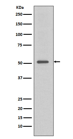 TRAF4  (9Q19) Rabbit Monoclonal Antibody