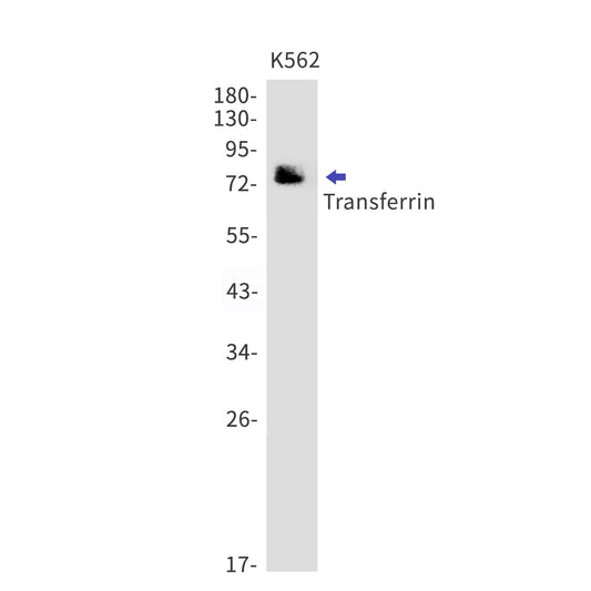 Transferrin (19H12) Rabbit Monoclonal Antibody
