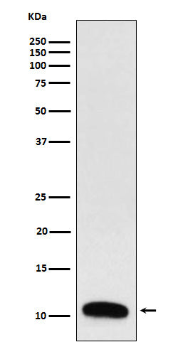 Trefoil Factor 3 (16C12) Rabbit Monoclonal Antibody
