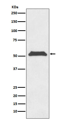 TRF1 (8B4) Rabbit Monoclonal Antibody