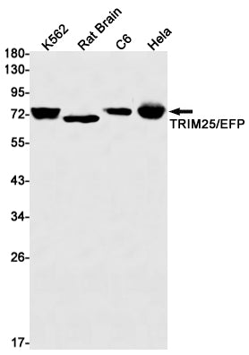 TRIM25 (1S16) Rabbit Monoclonal Antibody