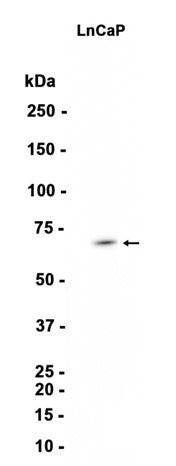 TRIM29 (18R2) Rabbit Monoclonal Antibody