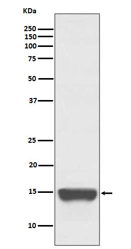 TWEAKR (14X18) Rabbit Monoclonal Antibody