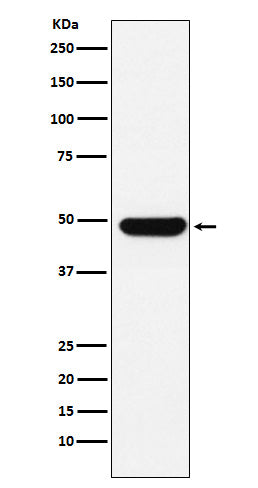 UAP56 (1E6) Rabbit Monoclonal Antibody