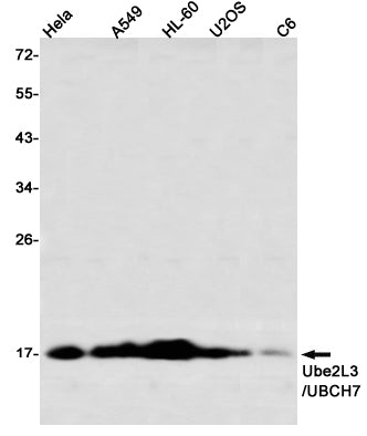 Ube2L3 / UBCH7 (11O13) Rabbit Monoclonal Antibody