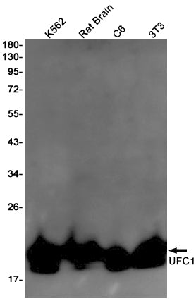 UFC1 (2U18) Rabbit Monoclonal Antibody