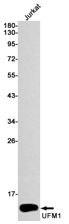 UFM1 (3Y5) Rabbit Monoclonal Antibody