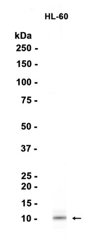 UQCRH (18Q7) Rabbit Monoclonal Antibody