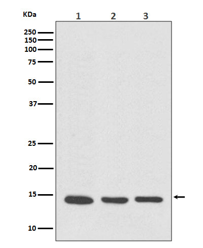 VAMP8 (8R11) Rabbit Monoclonal Antibody